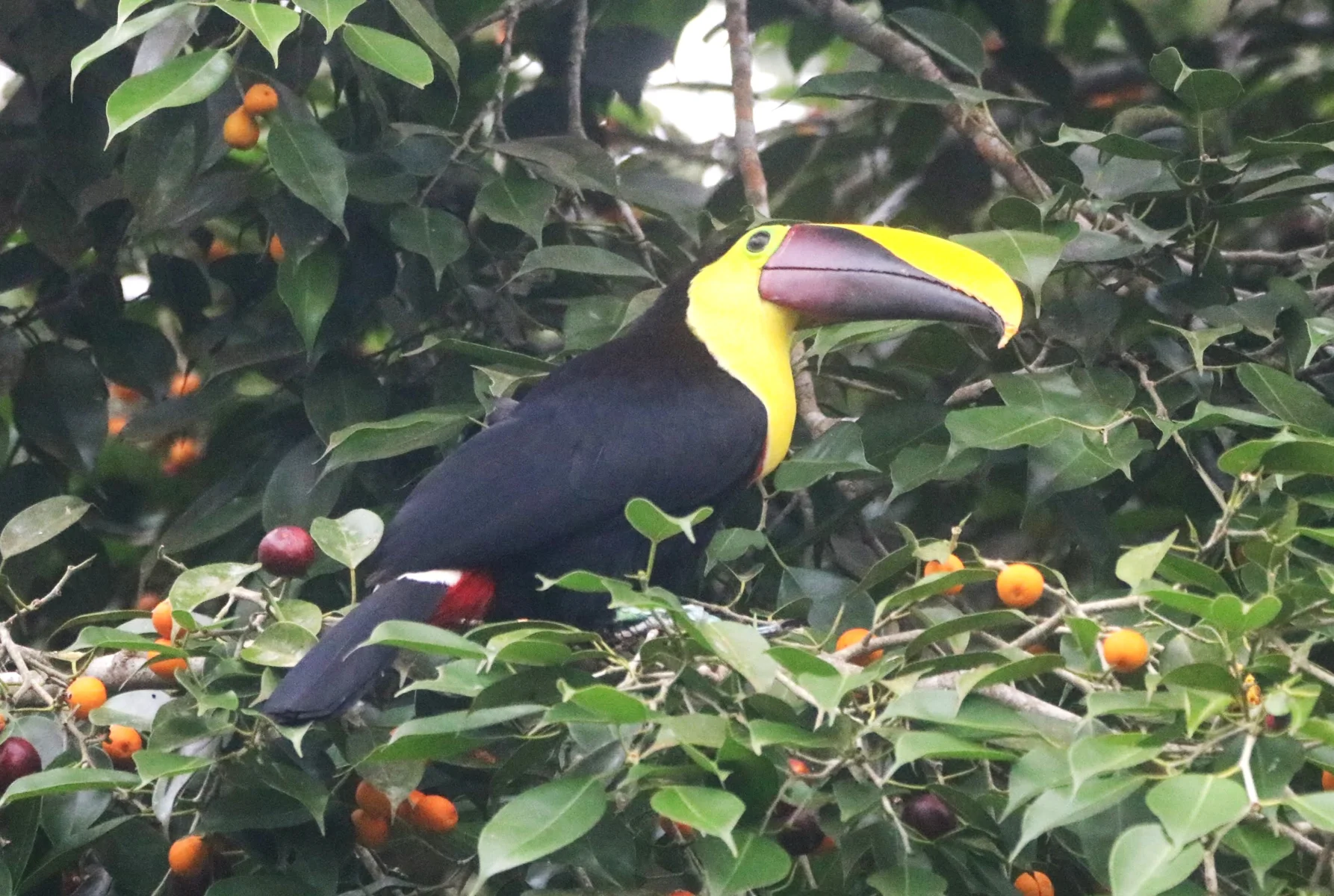 Manuel Antonio (day trip)